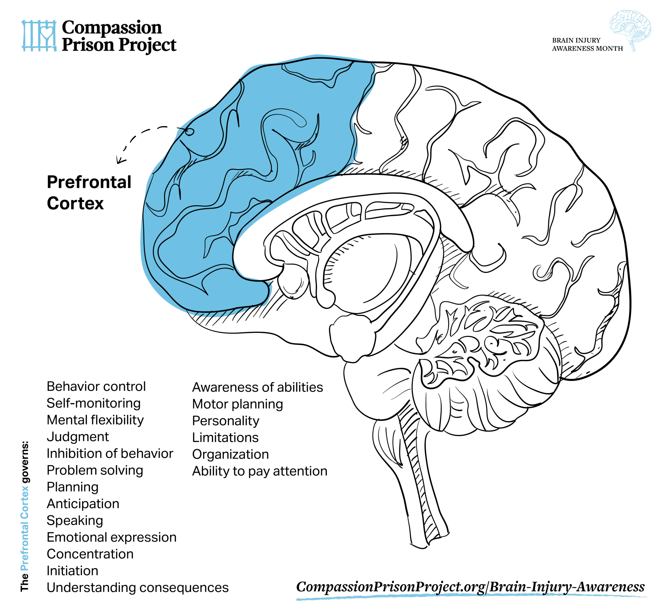Traumatic Brain Injury Awareness Month - Trauma and the Brain (Prefrontal Cortex)
